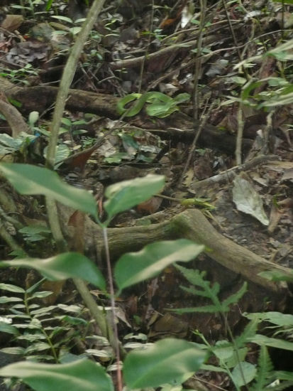 SO! Wer findet die Schlange?!