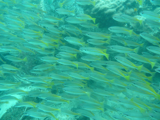 da kommt man doch richtig ins "Schwaermen"