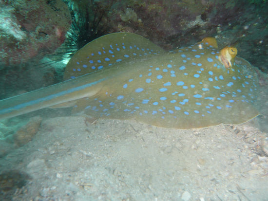 der wollte sich erst gar nicht fotografieren lassen - blue spottet Sting Ray