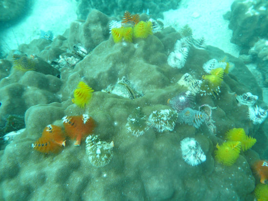 Tannenbaeume gibts auch unter Wasser