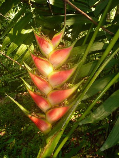 Google sagt, die Pflanze heißt Heliconie.