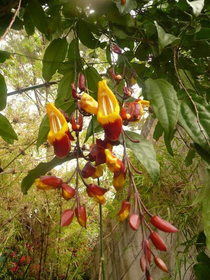 Alles voll mit Orchideen