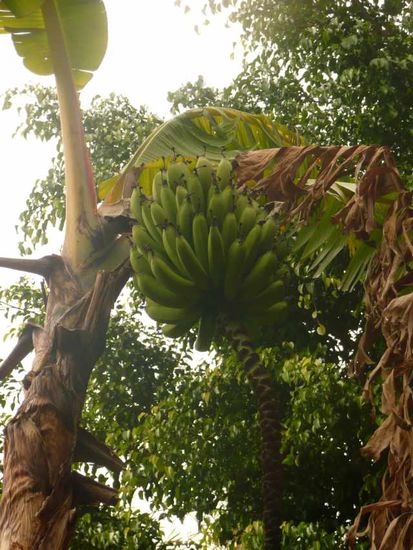 Die Bananen waren noch unreif, aber wir durften eine birnenartige Frucht probieren, die nach Honig schmeckt (wird daraus gewonnen).