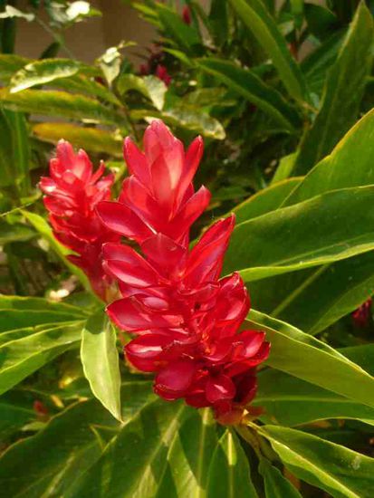 Namen haben wir vergessen - aber sieht doch schön aus, oder?