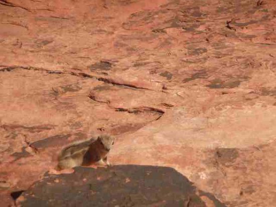 Das ist ein Streifenhörnchen,total süß. Dürfen aber nicht gefüttert werden, weil sie sonst aggressiv werden (und fett).