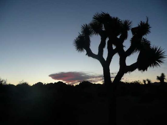 Der Park ist nach der Josua-Palmlilie, der größten Yucca, benannt (wird bis 15m hoch). Den Namen hat sie von den Moromen bekommen, welche die Äste mit den Armen Josuas verglichen, welcher den Israeliten den Weg in das heilige Land wies (sagt Wiki).