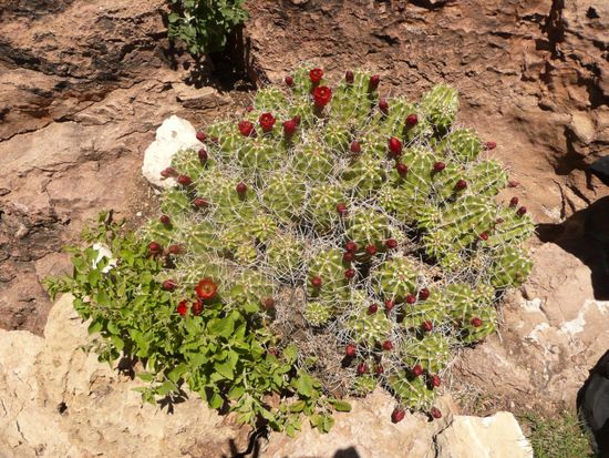 Und deswegen hat das "Cactuscliff" seinen Namen
