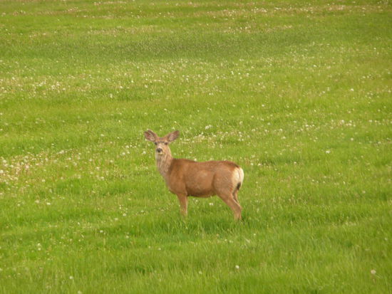 da schaute sogar das Reh interessiert zu