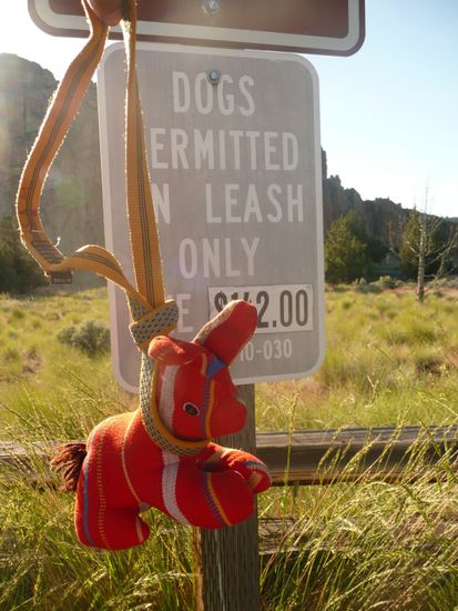 Die $142 Strafe für freilaufende Hunde im State Park waren uns zu heikel, Romus musste widerwillig an die Leine. 