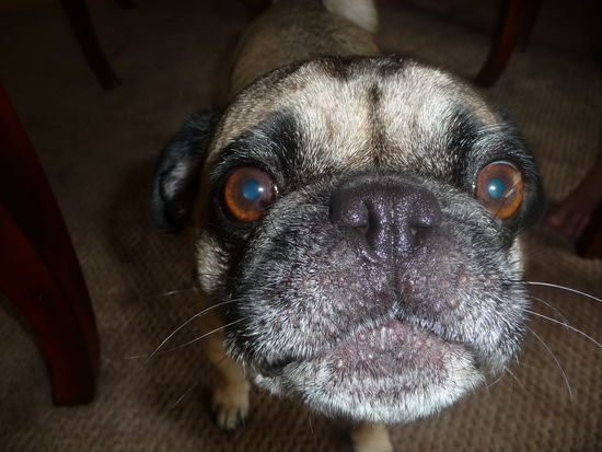 Viktors Siegerlächeln!