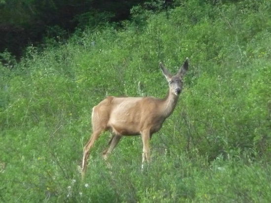 Romus wurde eifersüchtig! Unser neues Haustier.