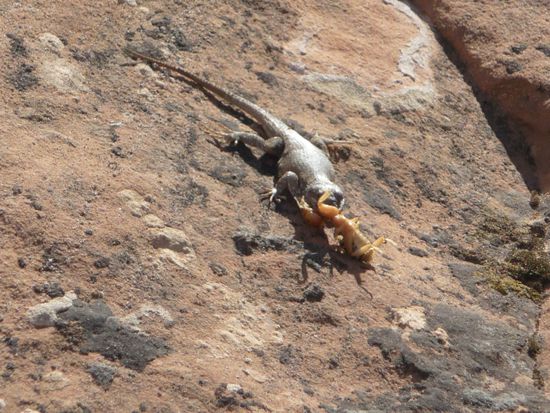 Guten Appetit. Der Lizard schaute misstrauisch, aber wir wollten ihm wirklich nicht das Essen wegnehmen.