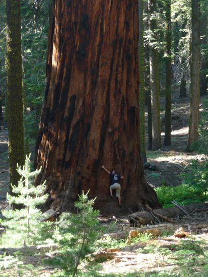 auf dem Weg kamen wir an den Giant Sequoias vorbei, Manu versuchte Umarmungen vor Begeisterung