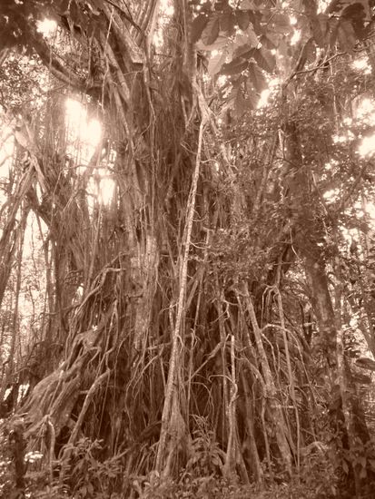 Das ganze Gebilde ist EIN Baum!