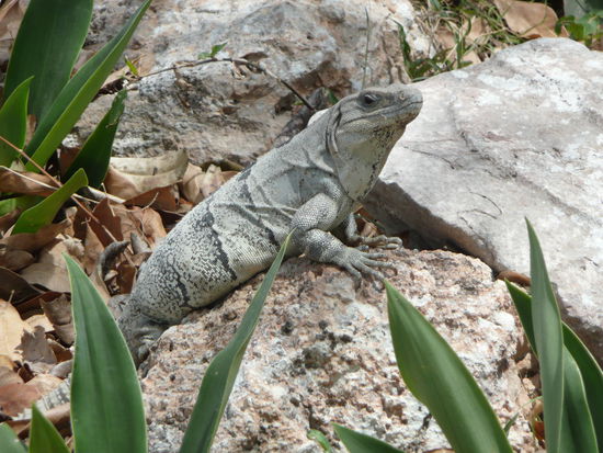 Iguana beim Sonnen