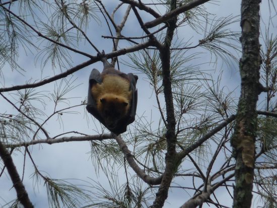Hunderte Flughunde haengen in einem Baum, voellig raetselhaft, warum nur dort.