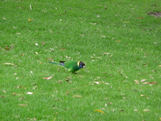tropische Vögel gabs trotzdem