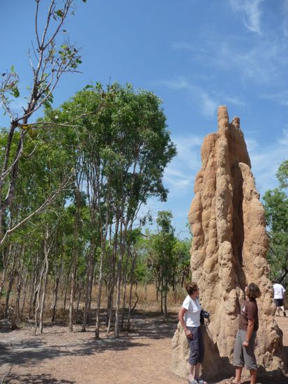 Diese Wunderwerke der Technik werden aus Sand, Ameisenspeichel und -kot gebaut. Igitt, möchte ich nicht drin wohnen.