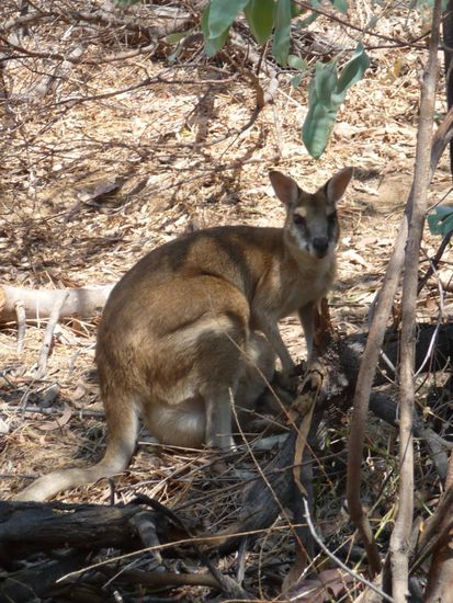Wallaby mit Jungem im Beutel