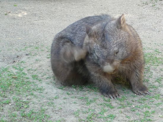 Ein Wombat beim Ohren kratzen