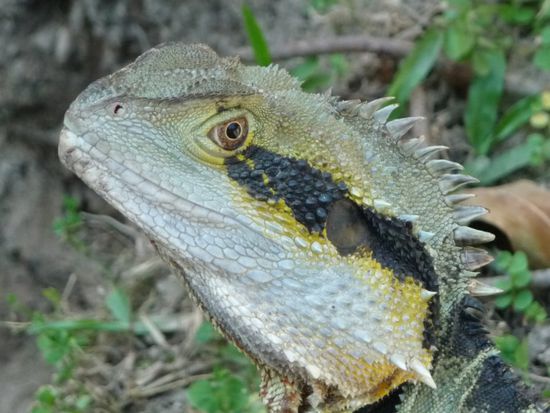 Lizards laufen einem ständig über den Weg. Die sind aber ganz friedlich.