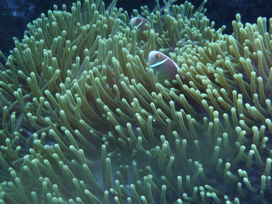 Findet Nemo