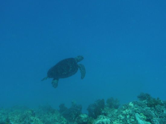 Manu hat zum ersten Mal eine Unterwasserschildkröte gesehen. Und die Schildkröte zum ersten Mal Manu.