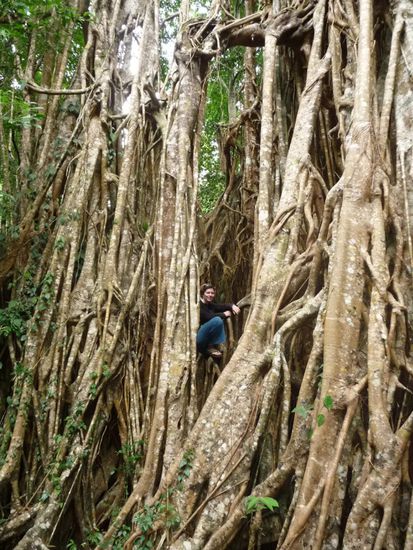 Ein sogenannter Fig Tree, dieser erreicht 40m im Umfang! Und man kann darin rumklettern.