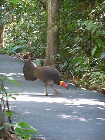 Lieber Bushturkey als cold Turkey 