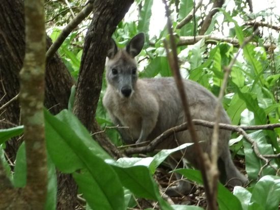 Rockwallaby, eine besondere Beuteltierart mit seidig glänzendem Fell. Auch Habenwollen!