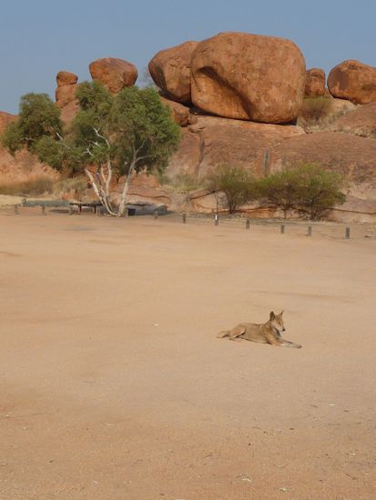 Ein Dingo auf dem Zeltplatz. Die Viecher haben gar keine Scheu vor Menschen und verschleppen alles was rumsteht, Schuhe zum Beispiel.