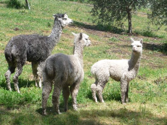 Huch, Lamas...sind wir zu weit gefahren und in Südamerika gelandet?