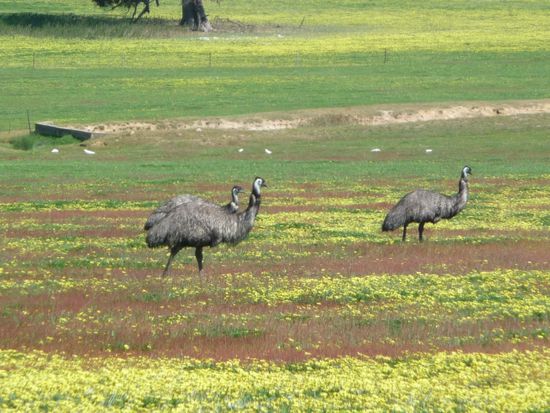 Freilaufende Emus. Mit den bis zu 1,90m großen Laufvögeln sollte man sich nicht anlegen