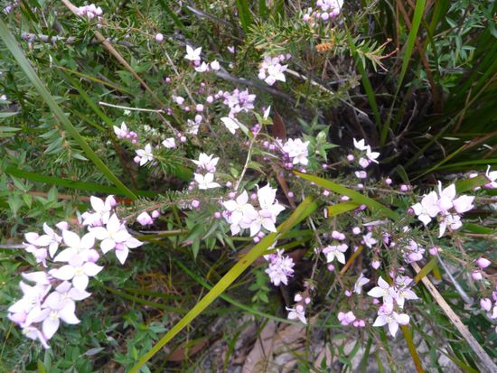 Wildblumenblüte im australischen Frühjahr