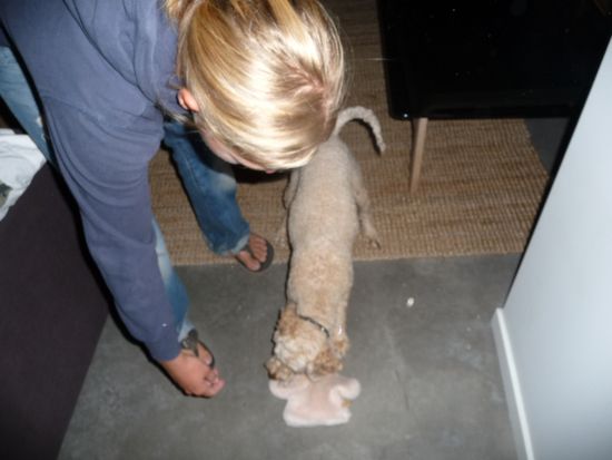 Harry, KJ's Hund, ringt mit Sylv um sein Spielzeug. Er ist ein "Spoodel" - Mischung aus Spaniel & Pudel.
