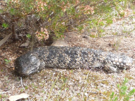 Der Gute hatte keinen Unfall sondern gehört zur Gattung der "Stumpy Tail Lizzards". Sie haben ohne Schwanz bessere Überlebenschancen, weil Feinde nicht wissen wo vorne und hinten ist
