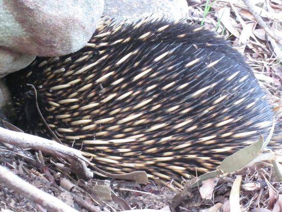 Echidnas, australische Version des Stachelschweins