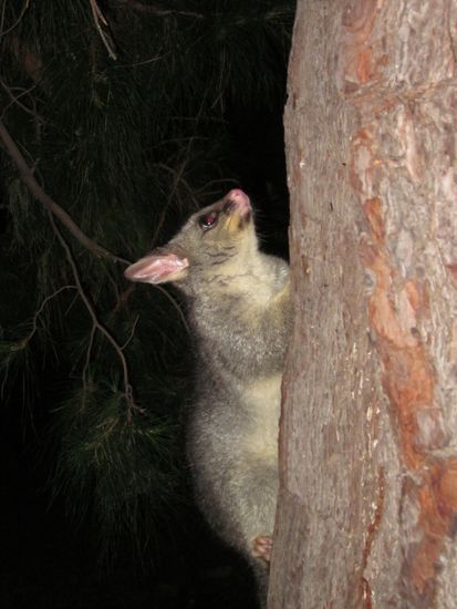 ein Possum, sie lieben Essensreste!