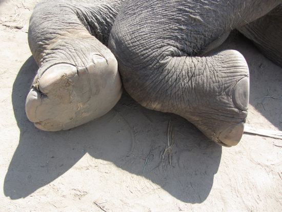 Der asiatische Elefant hat mehr Zehennägel als der afrikanische, haben wir gelernt.
