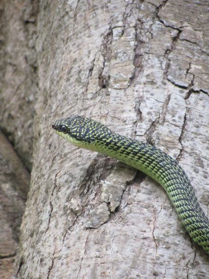 Angeblich nicht giftig, laut den Residents