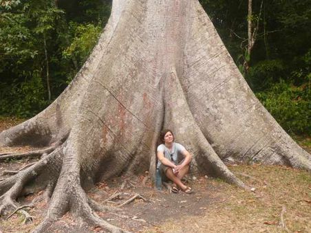 "Ceiba" - Lebensbaum der Maya (5 Fotos weiter in Gänze zu betrachten)