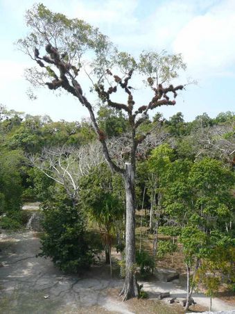 Die Misteln leben in symbiotischer Beziehung mit den Bäumen. Sie speichern Wasser wie ein Schwamm, darauf kann der Baum in Dürreperioden zurück greifen. Im Gegenzug hat die Mistel Zugang zu Regenwasser. Clever, was?