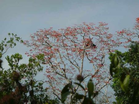 Wer findet den Spidermonkey - heißen so, weil es einem Spinnennetz gleicht, wenn sie mit ausgestreckten Armen, Beinen und Schwanz im Baum hängen