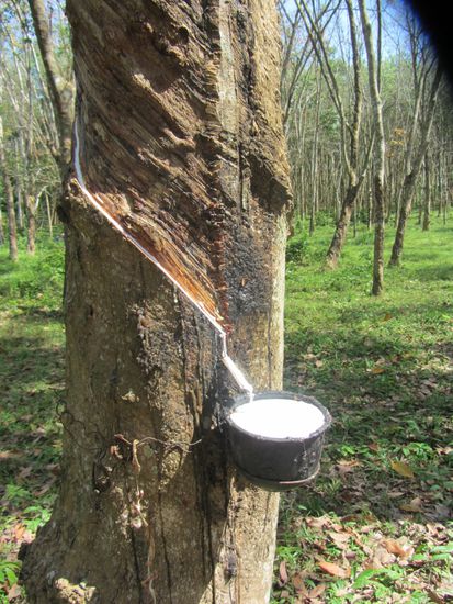 Der Saft wird aus der Rinde von Bäumen gewonnen, dann gewalzt, getrocknet und in Mattenform abtransportiert.