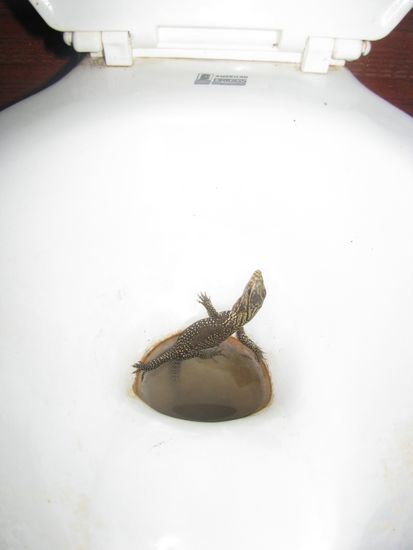 Mit Haustier! Darf ich vorstellen: "Gregor", der Klogecko.