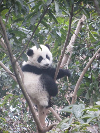 In einer Astgabel sitzt es sich doch am gemütlichsten....