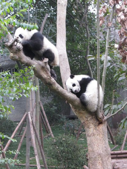 Das blöde ist, wenn man verliert muss man wo anders weiter schlafen!