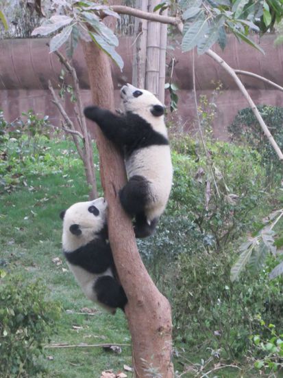 Aber Wettkampf ist total inn: Wer kommt schneller den Baum hoch?