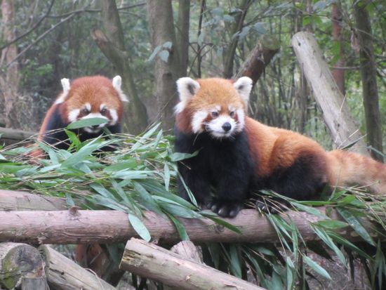 Nein, keine Waschbären - Rote Pandas!!!