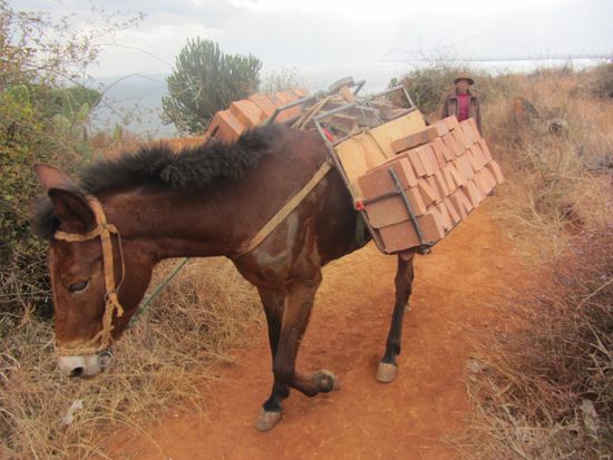 Auf einem Horsetrail geht es zum Kletterfels hoch über Shuang Lang